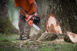 Abattage d'arbre à Andernos-les-Bains