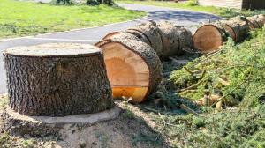 Abattage d'arbres à Andernos-les-Bains