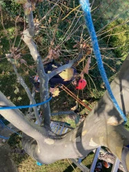élagage d'arbre à Arès